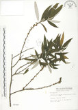 中文名:水麻(S002307)學名:Debregeasia edulis (Sieb. & Zucc.) Wedd.(S002307)英文名:Edible Debregeasia