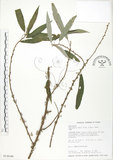 中文名:水麻(S014648)學名:Debregeasia edulis (Sieb. & Zucc.) Wedd.(S014648)英文名:Edible Debregeasia