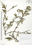 中文名:水麻(S015984)學名:Debregeasia edulis (Sieb. & Zucc.) Wedd.(S015984)英文名:Edible Debregeasia