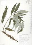 中文名:水麻(S017684)學名:Debregeasia edulis (Sieb. & Zucc.) Wedd.(S017684)英文名:Edible Debregeasia