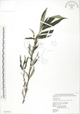 中文名:水麻(S025934)學名:Debregeasia edulis (Sieb. & Zucc.) Wedd.(S025934)英文名:Edible Debregeasia