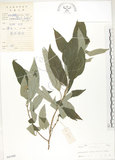 中文名:水麻(S041460)學名:Debregeasia edulis (Sieb. & Zucc.) Wedd.(S041460)英文名:Edible Debregeasia