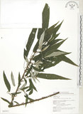 中文名:水麻(S043411)學名:Debregeasia edulis (Sieb. & Zucc.) Wedd.(S043411)英文名:Edible Debregeasia