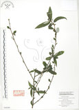 中文名:水麻(S048496)學名:Debregeasia edulis (Sieb. & Zucc.) Wedd.(S048496)英文名:Edible Debregeasia