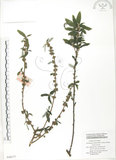 中文名:水麻(S048577)學名:Debregeasia edulis (Sieb. & Zucc.) Wedd.(S048577)英文名:Edible Debregeasia