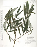 中文名:水麻(S054425)學名:Debregeasia edulis (Sieb. & Zucc.) Wedd.(S054425)英文名:Edible Debregeasia