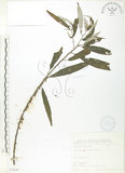 中文名:水麻(S070367)學名:Debregeasia edulis (Sieb. & Zucc.) Wedd.(S070367)英文名:Edible Debregeasia