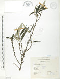中文名:水麻(S070528)學名:Debregeasia edulis (Sieb. & Zucc.) Wedd.(S070528)英文名:Edible Debregeasia