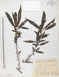 中文名:水麻(S070529)學名:Debregeasia edulis (Sieb. & Zucc.) Wedd.(S070529)英文名:Edible Debregeasia