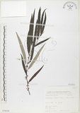 中文名:水麻(S070530)學名:Debregeasia edulis (Sieb. & Zucc.) Wedd.(S070530)英文名:Edible Debregeasia