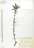 中文名:水麻(S070533)學名:Debregeasia edulis (Sieb. & Zucc.) Wedd.(S070533)英文名:Edible Debregeasia