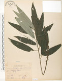 中文名:水麻(S071679)學名:Debregeasia edulis (Sieb. & Zucc.) Wedd.(S071679)英文名:Edible Debregeasia