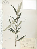 中文名:水麻(S071680)學名:Debregeasia edulis (Sieb. & Zucc.) Wedd.(S071680)英文名:Edible Debregeasia