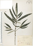 中文名:水麻(S071681)學名:Debregeasia edulis (Sieb. & Zucc.) Wedd.(S071681)英文名:Edible Debregeasia