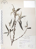 中文名:水麻(S071682)學名:Debregeasia edulis (Sieb. & Zucc.) Wedd.(S071682)英文名:Edible Debregeasia
