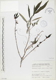 中文名:水麻(S071700)學名:Debregeasia edulis (Sieb. & Zucc.) Wedd.(S071700)英文名:Edible Debregeasia