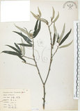 中文名:水麻(S071709)學名:Debregeasia edulis (Sieb. & Zucc.) Wedd.(S071709)英文名:Edible Debregeasia