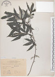 中文名:水麻(S071712)學名:Debregeasia edulis (Sieb. & Zucc.) Wedd.(S071712)英文名:Edible Debregeasia