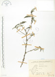 中文名:水麻(S071715)學名:Debregeasia edulis (Sieb. & Zucc.) Wedd.(S071715)英文名:Edible Debregeasia