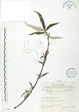 中文名:水麻(S071716)學名:Debregeasia edulis (Sieb. & Zucc.) Wedd.(S071716)英文名:Edible Debregeasia