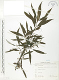 中文名:水麻(S071719)學名:Debregeasia edulis (Sieb. & Zucc.) Wedd.(S071719)英文名:Edible Debregeasia