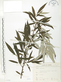 中文名:水麻(S071721)學名:Debregeasia edulis (Sieb. & Zucc.) Wedd.(S071721)英文名:Edible Debregeasia