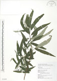 中文名:水麻(S076489)學名:Debregeasia edulis (Sieb. & Zucc.) Wedd.(S076489)英文名:Edible Debregeasia