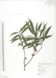 中文名:水麻(S076554)學名:Debregeasia edulis (Sieb. & Zucc.) Wedd.(S076554)英文名:Edible Debregeasia