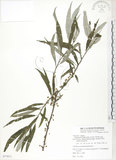 中文名:水麻(S077871)學名:Debregeasia edulis (Sieb. & Zucc.) Wedd.(S077871)英文名:Edible Debregeasia