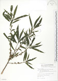 中文名:水麻(S079510)學名:Debregeasia edulis (Sieb. & Zucc.) Wedd.(S079510)英文名:Edible Debregeasia