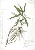 中文名:水麻(S082812)學名:Debregeasia edulis (Sieb. & Zucc.) Wedd.(S082812)英文名:Edible Debregeasia