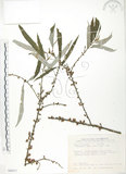 中文名:水麻(S089277)學名:Debregeasia edulis (Sieb. & Zucc.) Wedd.(S089277)英文名:Edible Debregeasia