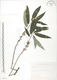 中文名:水麻(S090170)學名:Debregeasia edulis (Sieb. & Zucc.) Wedd.(S090170)英文名:Edible Debregeasia