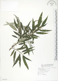 中文名:水麻(S095006)學名:Debregeasia edulis (Sieb. & Zucc.) Wedd.(S095006)英文名:Edible Debregeasia