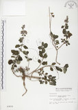 中文名:灰葉蕕(S003416)學名:Caryopteris incana (Thunb. ex Houtt.) Miq.(S003416)