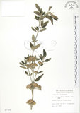 中文名:灰葉蕕(S007328)學名:Caryopteris incana (Thunb. ex Houtt.) Miq.(S007328)