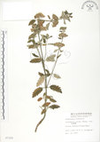 中文名:灰葉蕕(S007329)學名:Caryopteris incana (Thunb. ex Houtt.) Miq.(S007329)