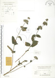 中文名:灰葉蕕(S024530)學名:Caryopteris incana (Thunb. ex Houtt.) Miq.(S024530)