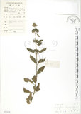 中文名:灰葉蕕(S030154)學名:Caryopteris incana (Thunb. ex Houtt.) Miq.(S030154)