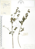 中文名:灰葉蕕(S038625)學名:Caryopteris incana (Thunb. ex Houtt.) Miq.(S038625)