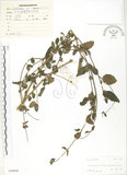 中文名:灰葉蕕(S040606)學名:Caryopteris incana (Thunb. ex Houtt.) Miq.(S040606)