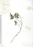 中文名:灰葉蕕(S041938)學名:Caryopteris incana (Thunb. ex Houtt.) Miq.(S041938)