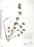 中文名:灰葉蕕(S052155)學名:Caryopteris incana (Thunb. ex Houtt.) Miq.(S052155)