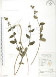 中文名:灰葉蕕(S052220)學名:Caryopteris incana (Thunb. ex Houtt.) Miq.(S052220)