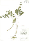 中文名:灰葉蕕(S052449)學名:Caryopteris incana (Thunb. ex Houtt.) Miq.(S052449)