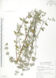 中文名:灰葉蕕(S053730)學名:Caryopteris incana (Thunb. ex Houtt.) Miq.(S053730)