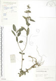 中文名:灰葉蕕(S058340)學名:Caryopteris incana (Thunb. ex Houtt.) Miq.(S058340)