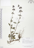 中文名:灰葉蕕(S059773)學名:Caryopteris incana (Thunb. ex Houtt.) Miq.(S059773)