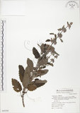 中文名:灰葉蕕(S069590)學名:Caryopteris incana (Thunb. ex Houtt.) Miq.(S069590)