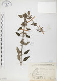 中文名:灰葉蕕(S071442)學名:Caryopteris incana (Thunb. ex Houtt.) Miq.(S071442)